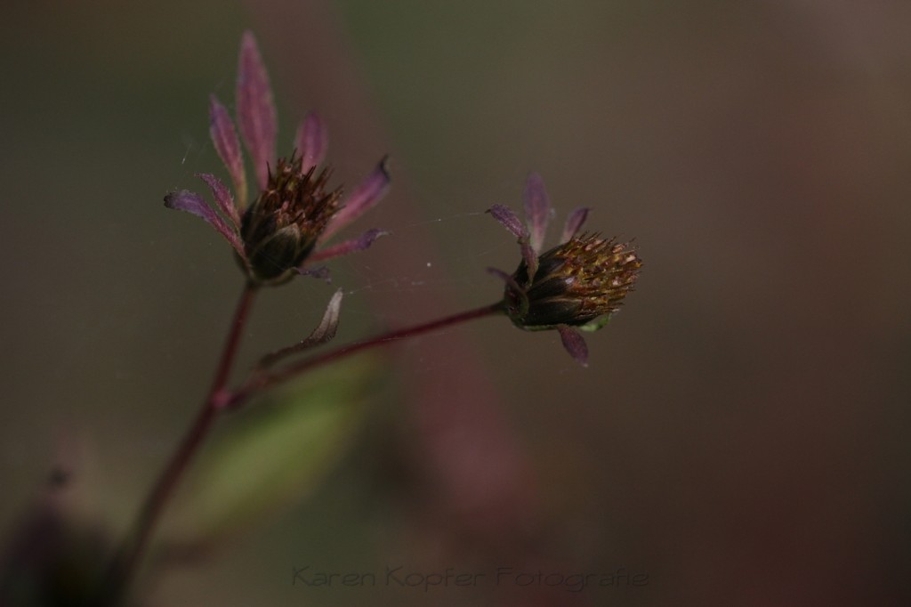 Herbstfoto Natur