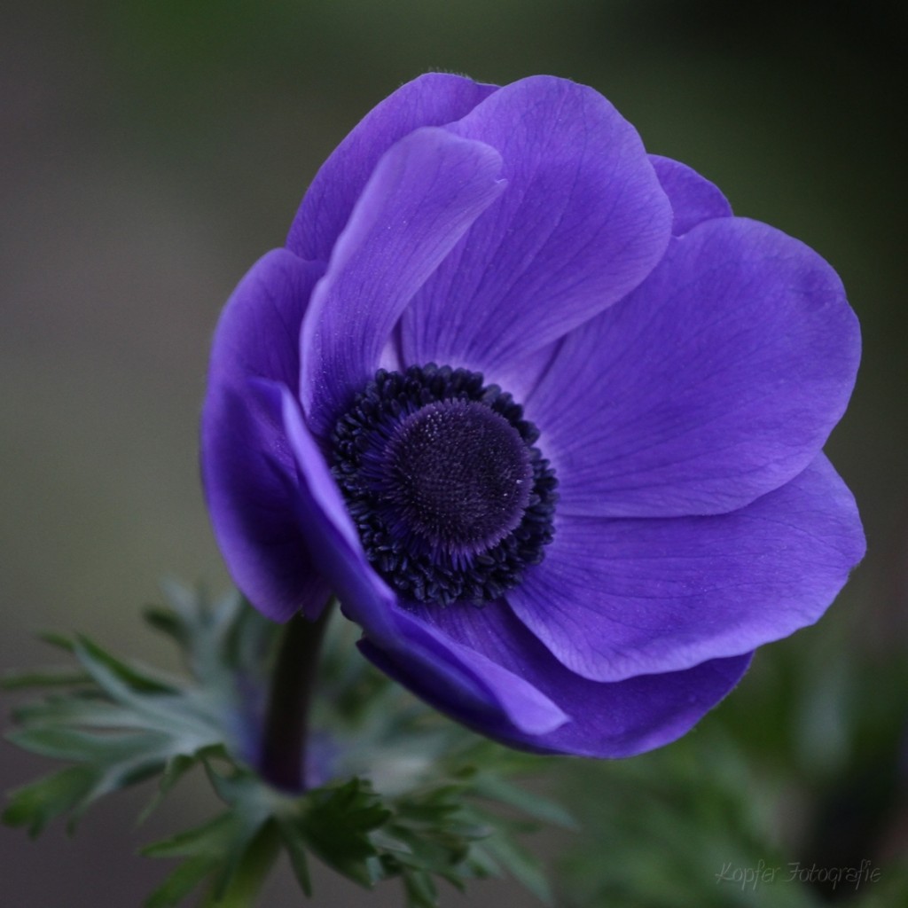 blaue Anemone