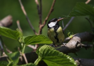 fotoblog-meise-mit-futter