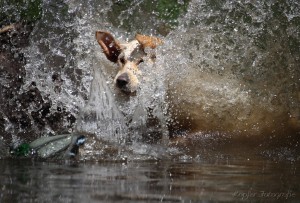 Golden Retriever springt in wasser