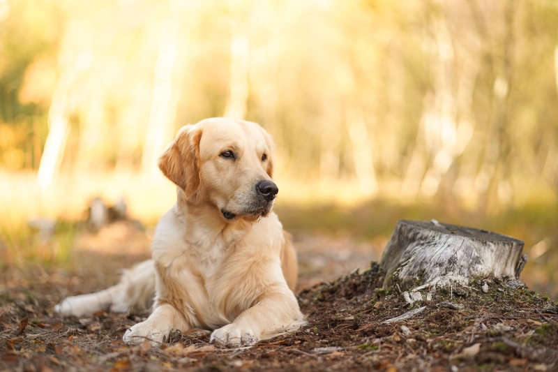 01_Golden Retriever Rüde Hygge